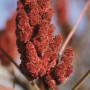 Sumac en poudre, Terre Exotique