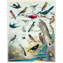 Puzzle 1000 pièces Audubon, Cavallini & Co